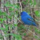 Blue bird perched on branch with green background