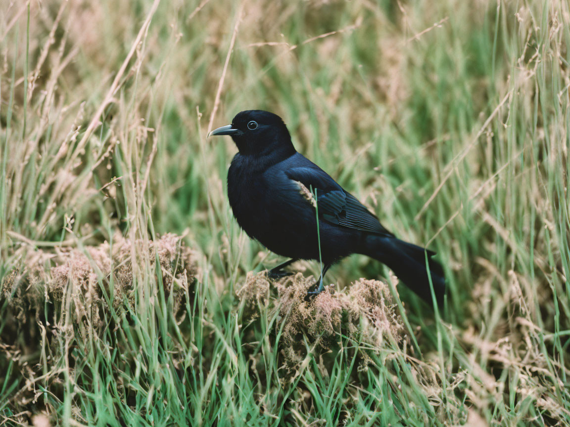 Blackbird Standing in Tall Green Grass