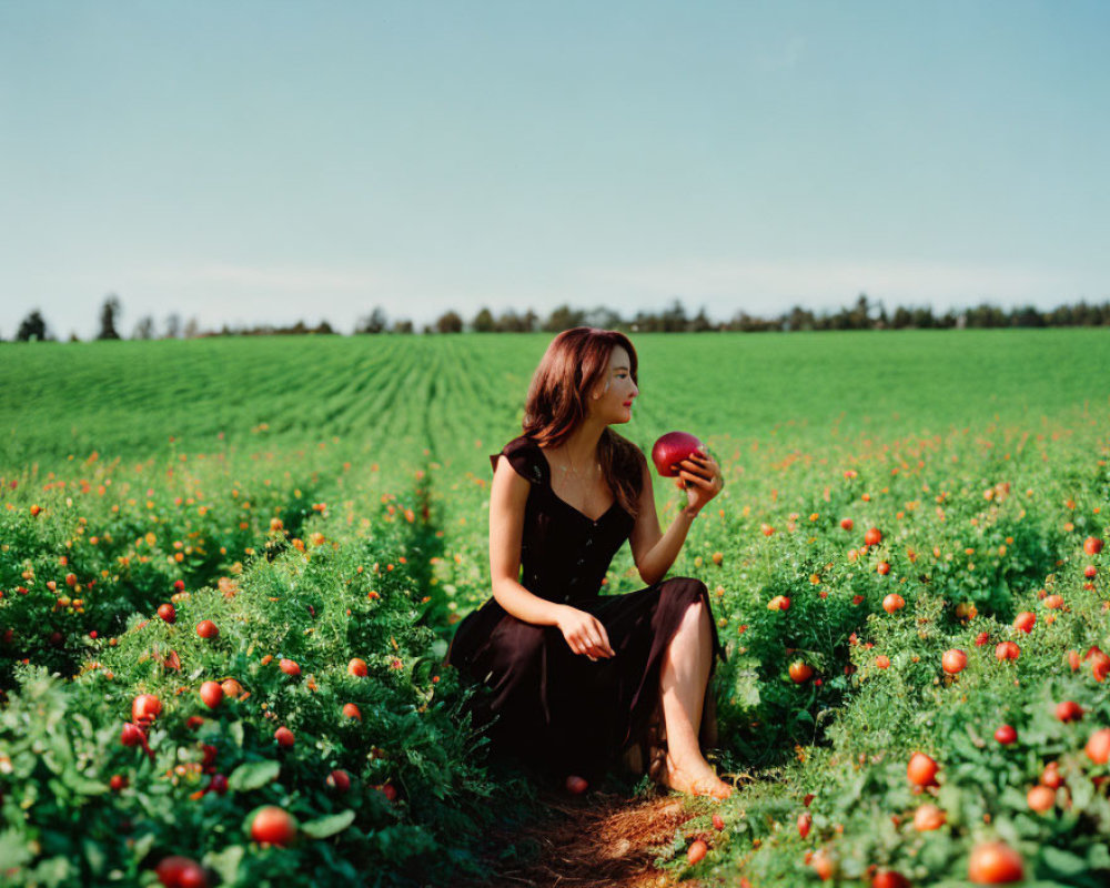 Woman in Black Dress Sitting in Tomato Field with Ripe Tomato Amid Lush Greenery