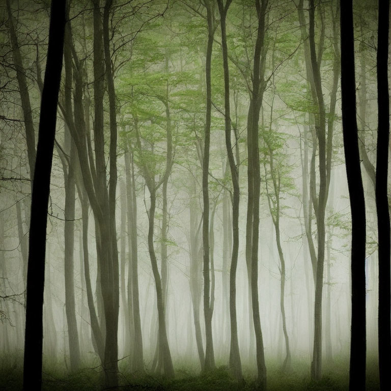 Misty forest with tall trees and thick fog canopy