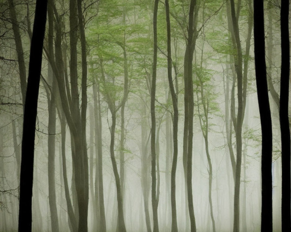 Misty forest with tall trees and thick fog canopy