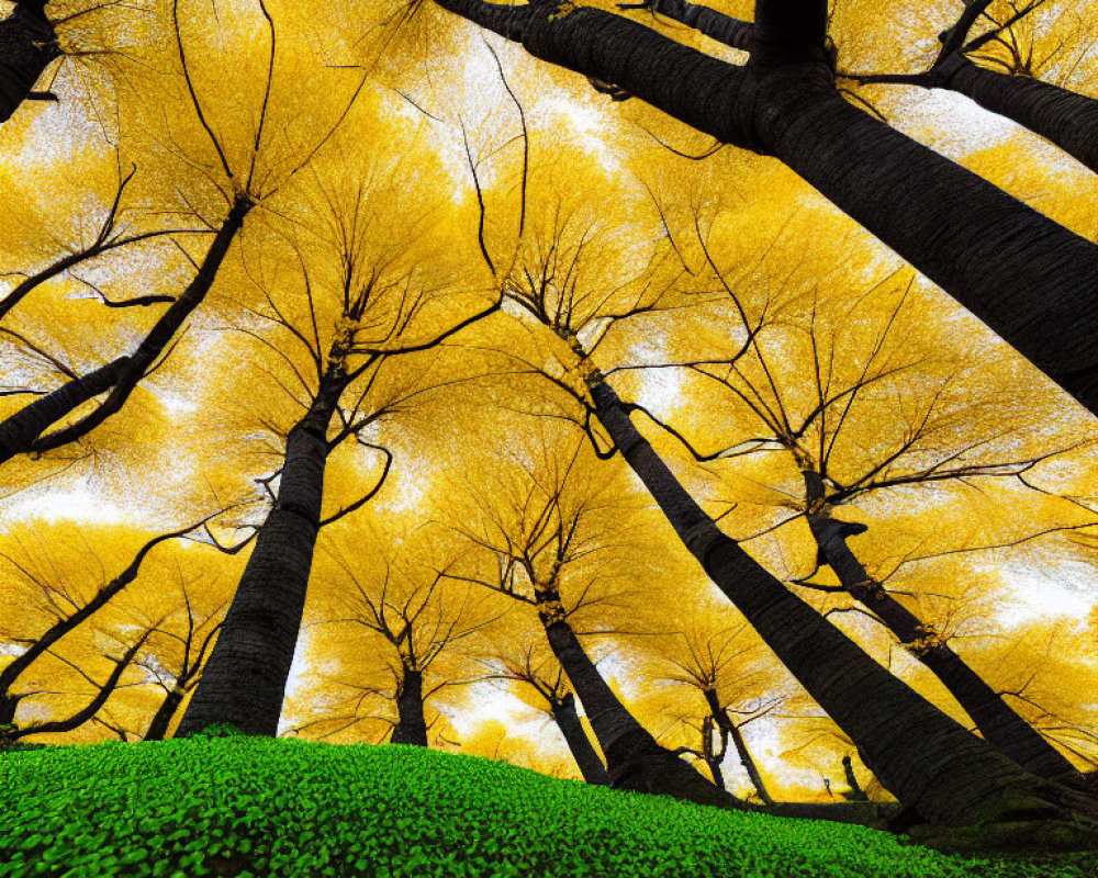 Tall Trees with Yellow Leaf Canopy in Forest Landscape