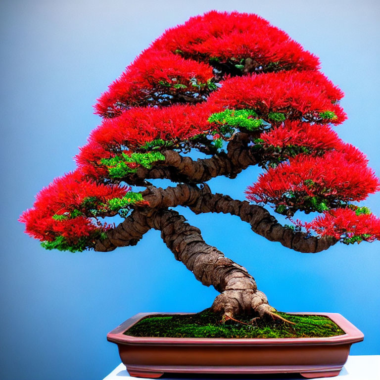 Colorful Bonsai Tree with Red Foliage in Brown Pot