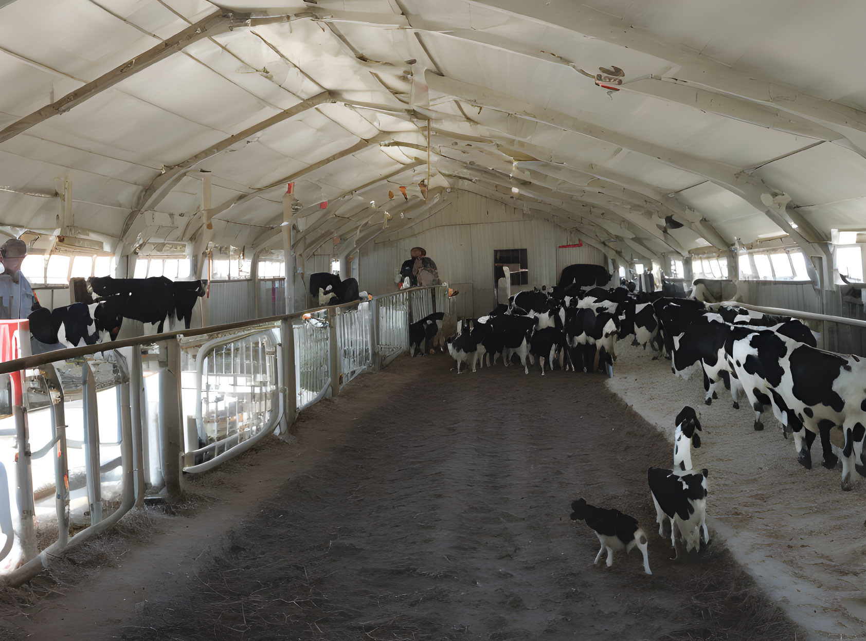 Bright dairy barn with cows, people, and calf in panoramic view