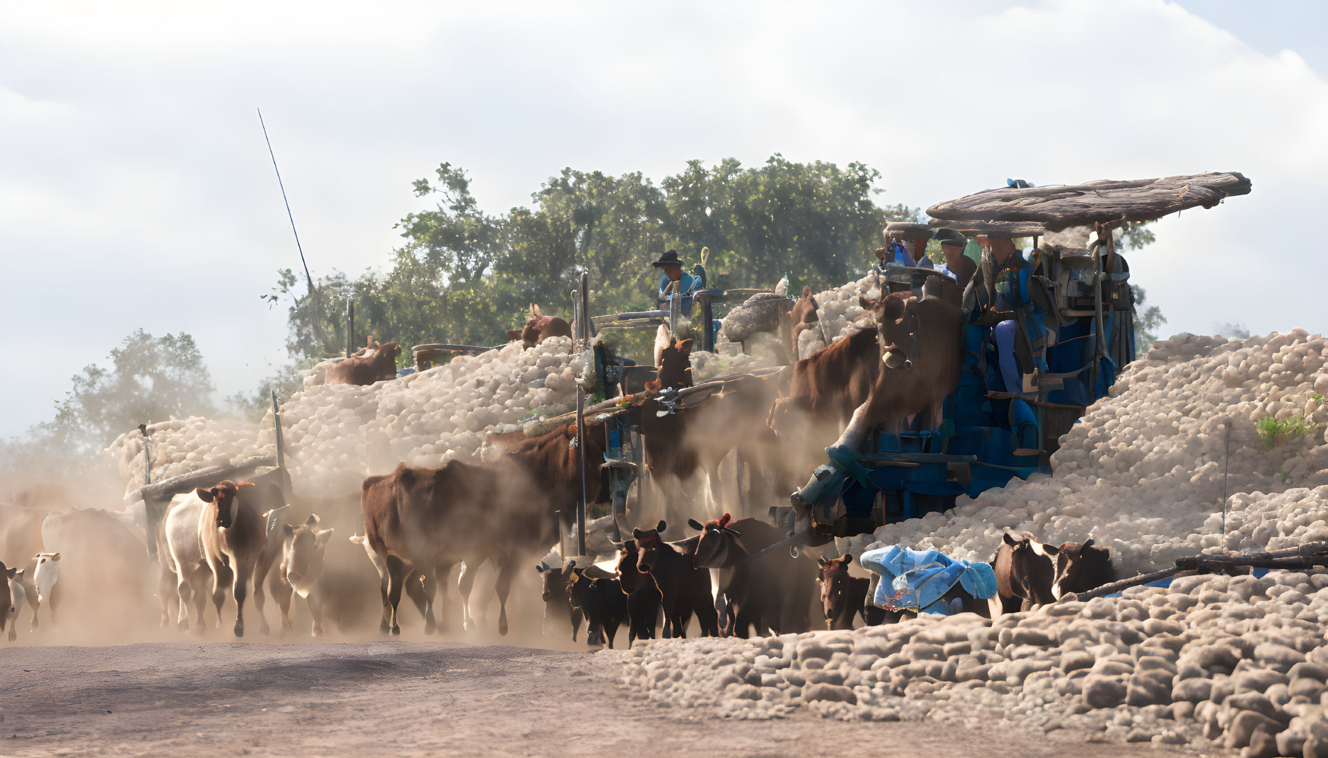 Rural scene with cattle herded by tractor on dusty ground