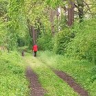 Tranquil Path with Green Trees and White Blossoms