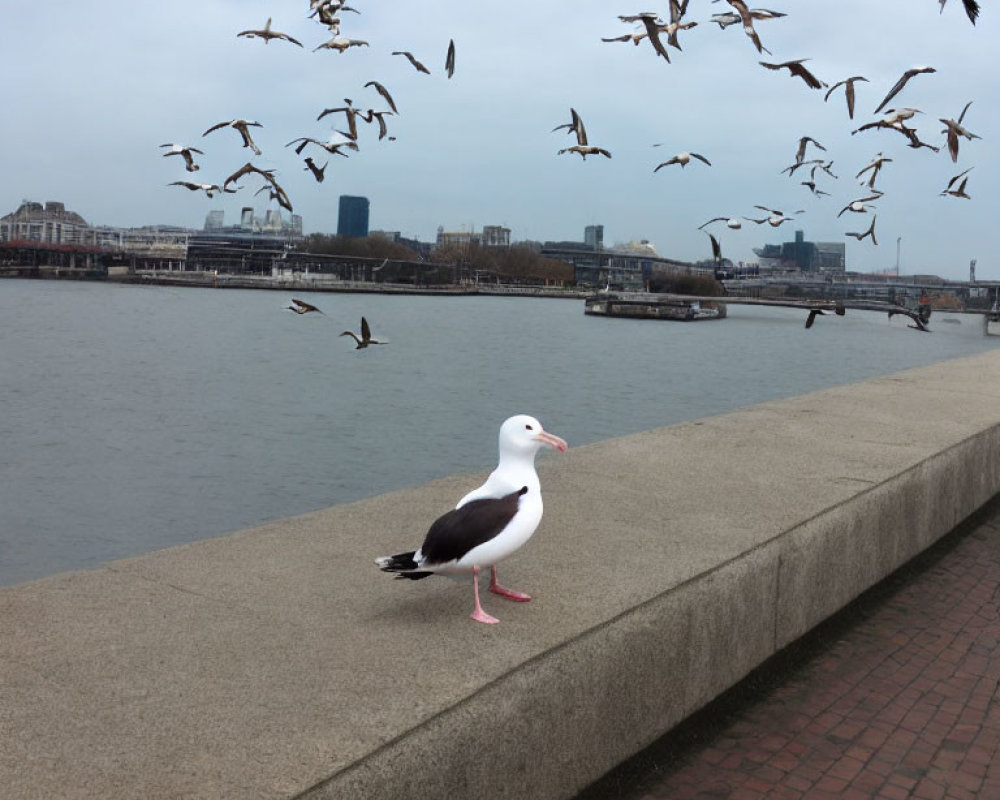 Seagull on riverside wall with flying flock, cloudy sky, cityscape, bridges