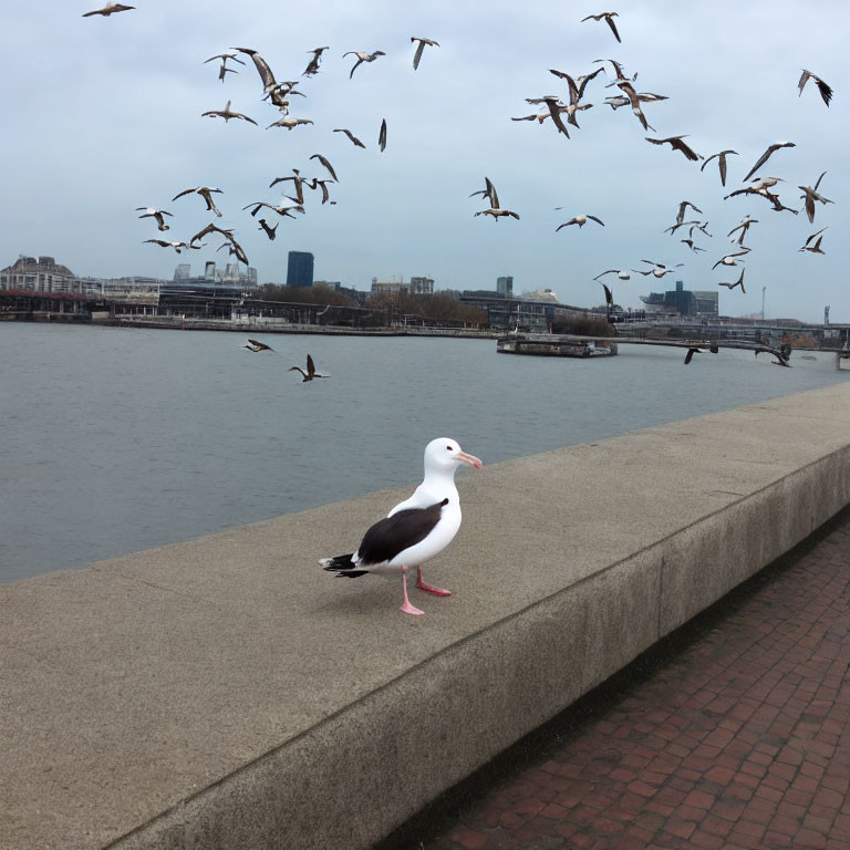 Seagull on riverside wall with flying flock, cloudy sky, cityscape, bridges