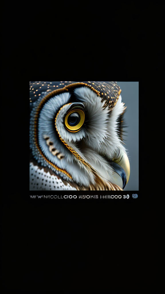 Detailed Close-up of Owl's Head on Black Background