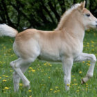 Hybrid Rabbit-Horse Toy with Rabbit Head and Horse Body on Grass Background