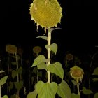 Fantastical sunflower-headed creature with multiple eyes and protruding tongue next to rusty car