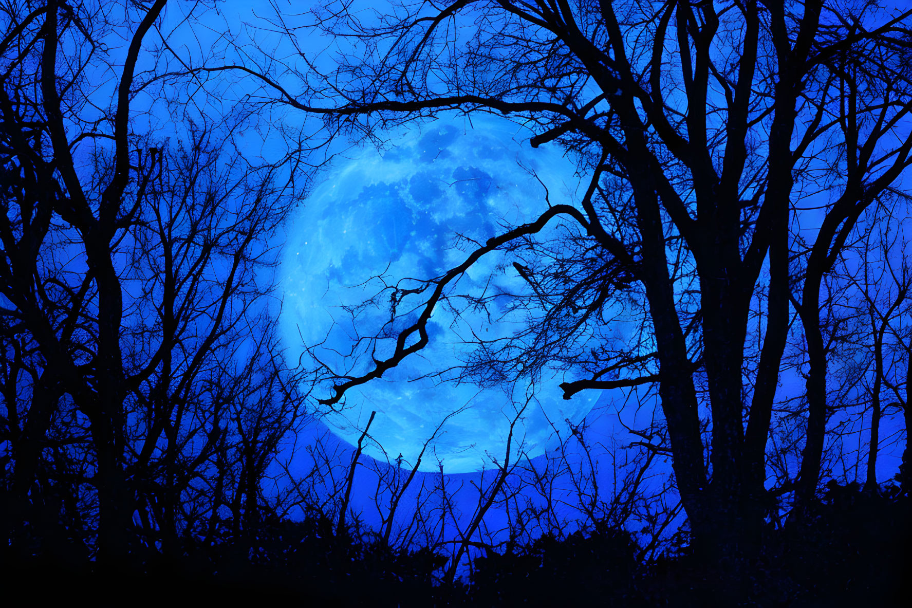 Blue moon casting mystical glow through barren tree branches