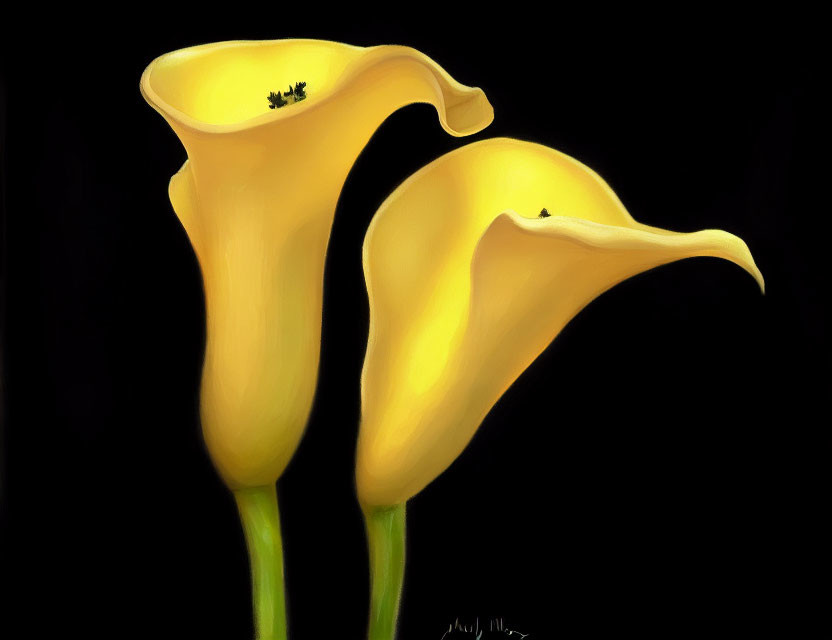 Yellow Calla Lilies on Dark Background: Elegant Curves and Velvety Texture