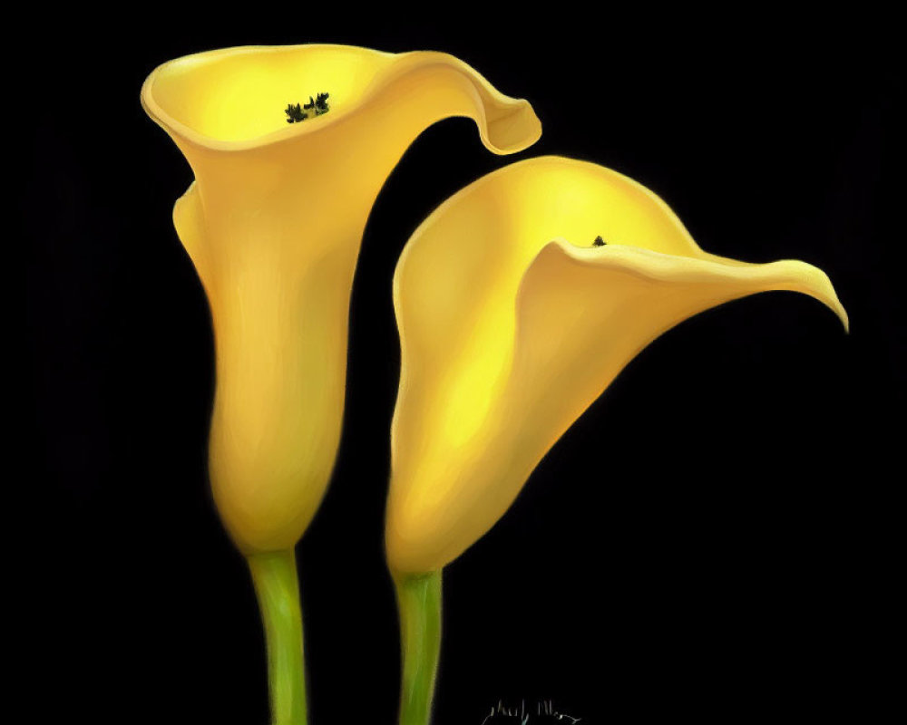 Yellow Calla Lilies on Dark Background: Elegant Curves and Velvety Texture