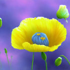 Colorful yellow poppy flower with blue center and buds on purple background