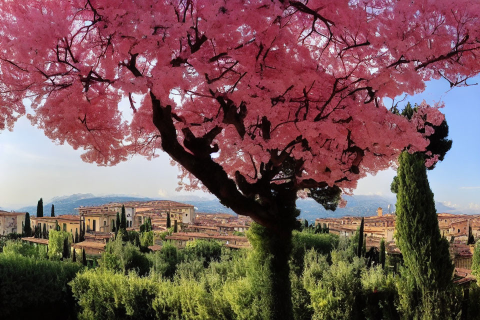 Pink blooming tree against green hills and rustic buildings under blue sky