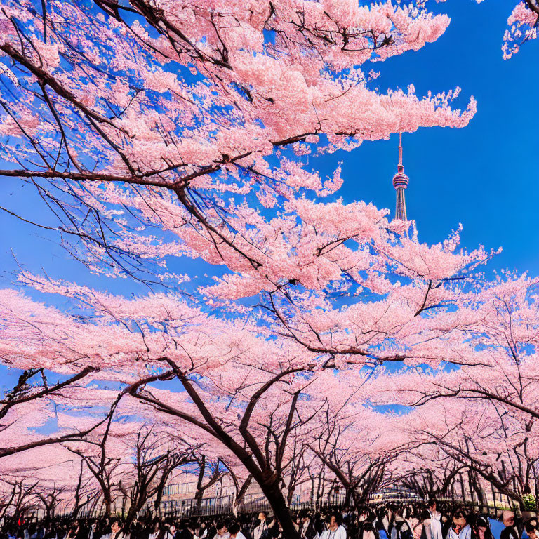 Crowded cherry blossom scene with tower and blue sky