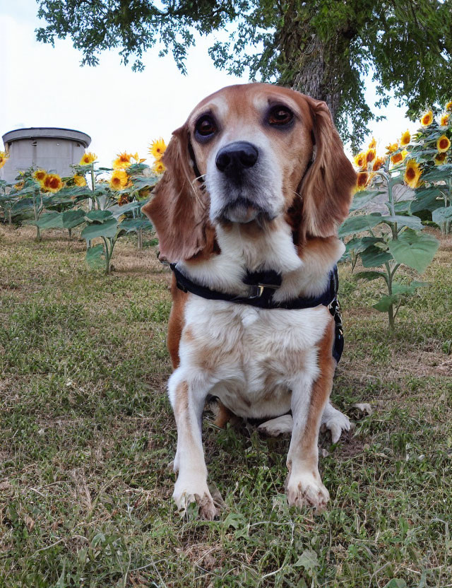 Beagle Dog in Black Harness Surrounded by Sunflowers and Water Tower