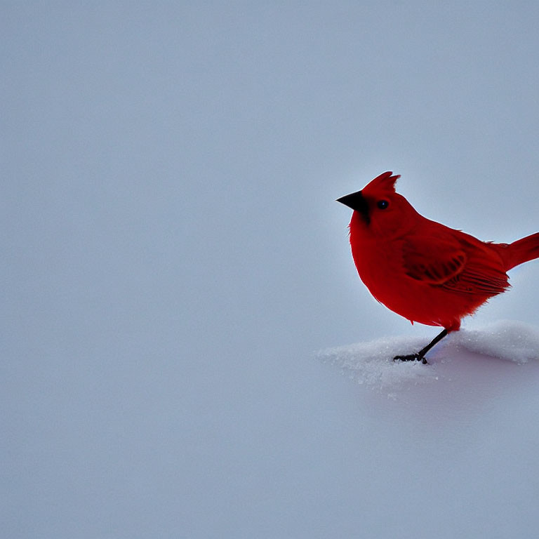 Red cardinal bird on snow under pale sky.