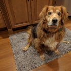 Illustration of wet dog with guilty expression on pebble mat, leaving water trail on wooden floor