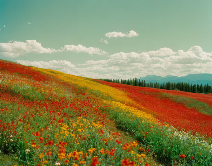 Vibrant red, yellow, and orange flowers in colorful field under blue sky