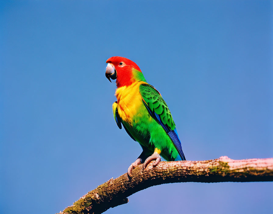 Colorful parrot