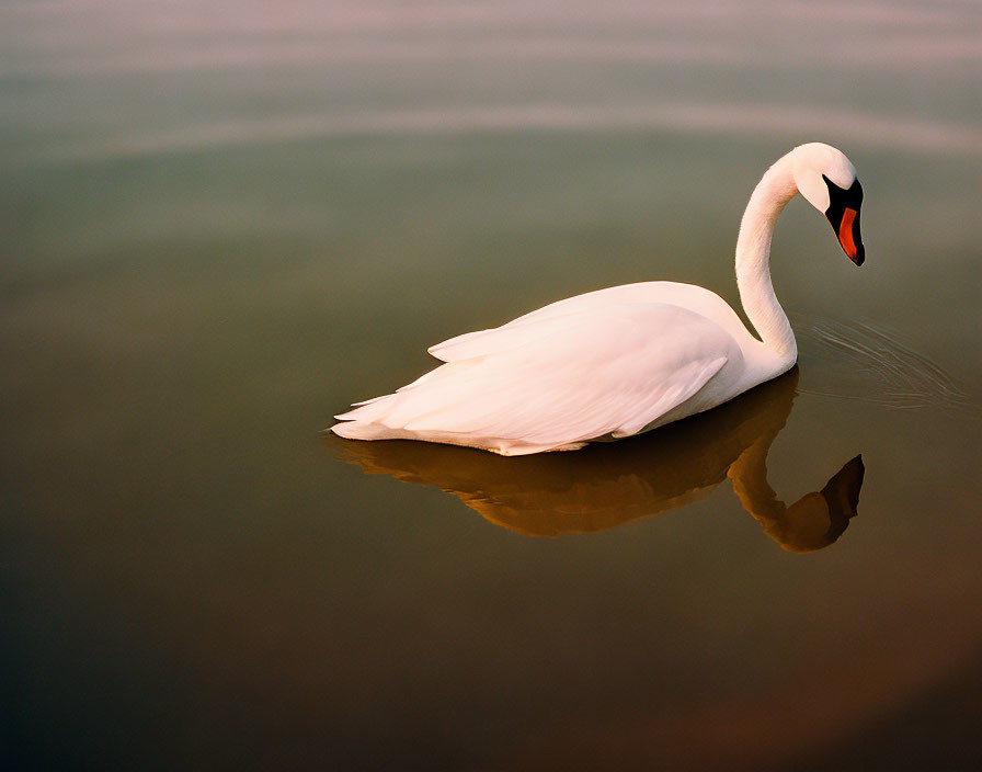 Graceful swan on tranquil water with reflection and golden hue