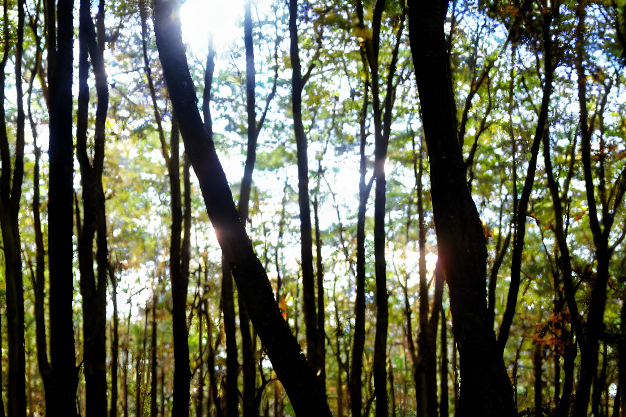 Dense Forest Sunlight Filtering Through Slender Tree Trunks