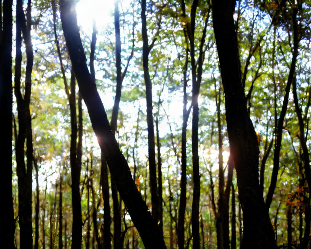 Dense Forest Sunlight Filtering Through Slender Tree Trunks