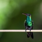 Blue Jeweled Bird Sculpture with Crown Perched on Twig in Soft-focus Green Background