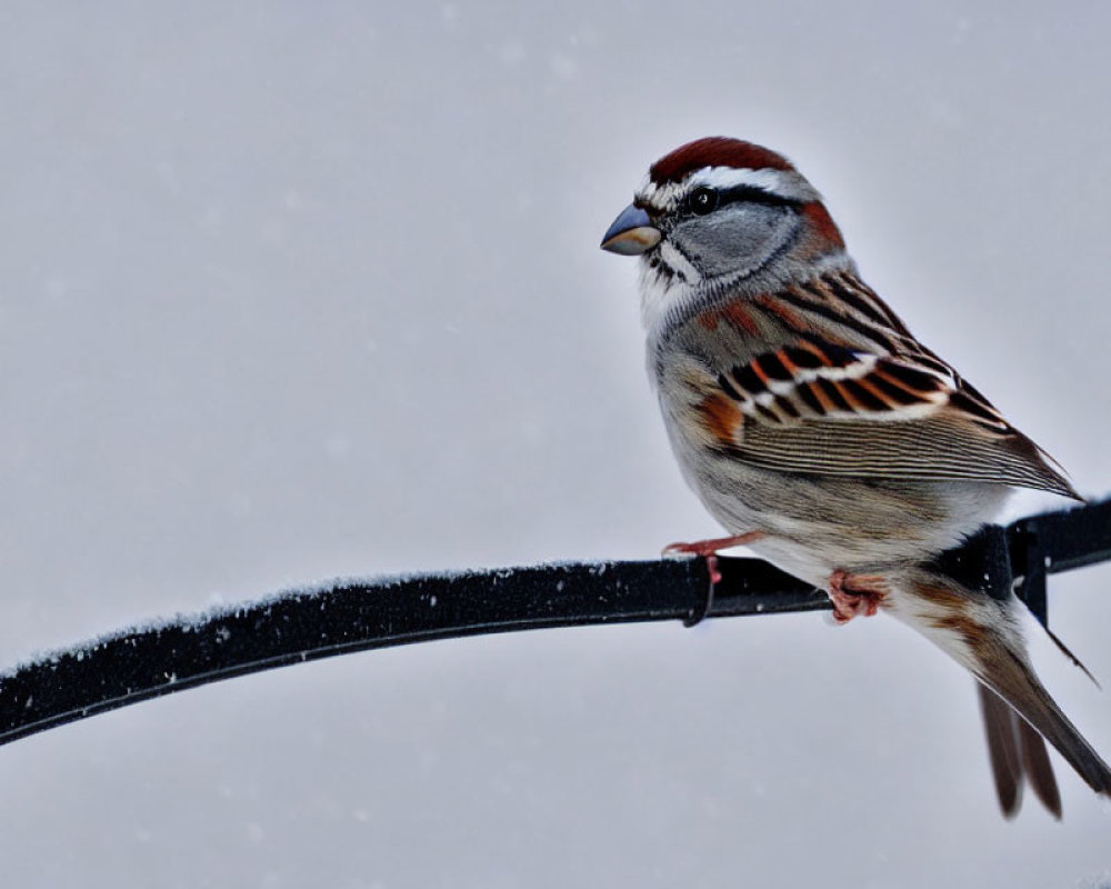 Sparrow perched on black cable in snowy scene