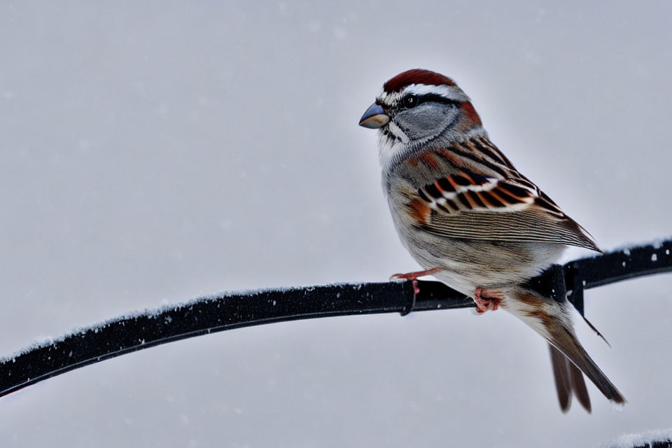 Sparrow perched on black cable in snowy scene