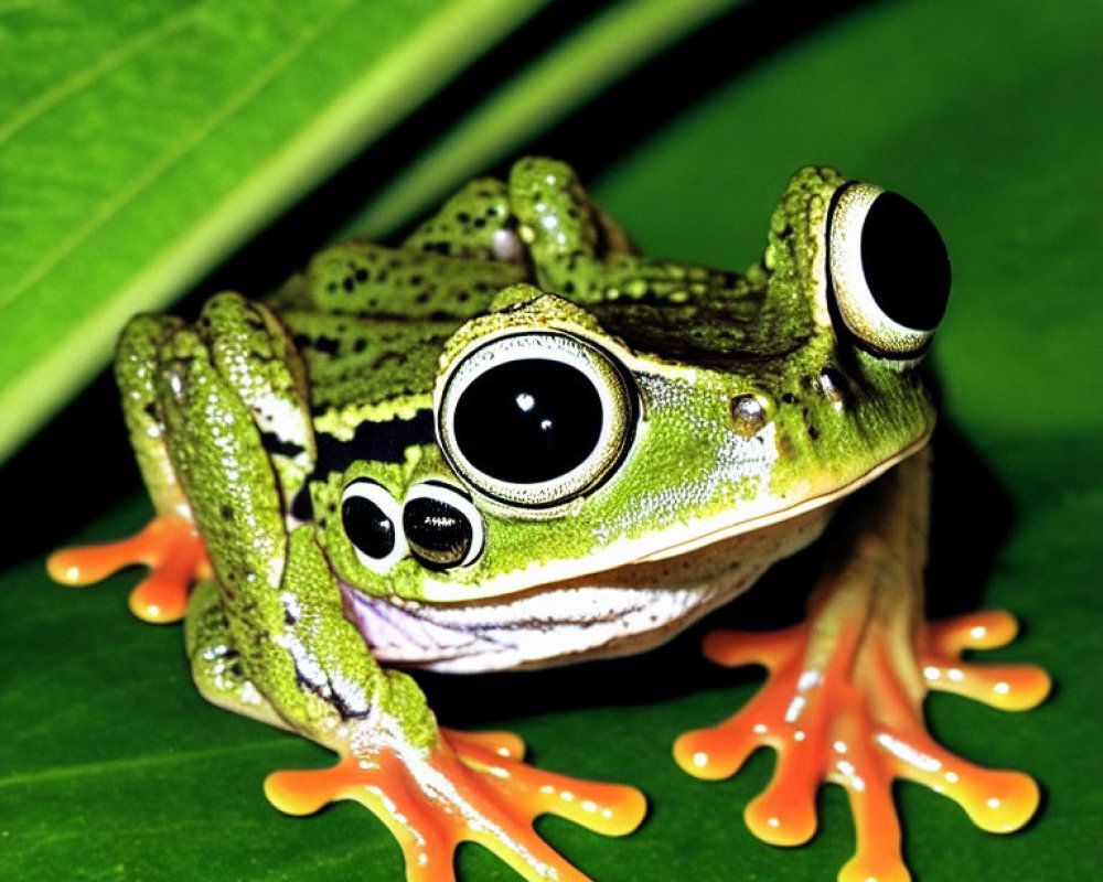 Colorful Green Frog with Orange Feet and Bulging Eyes on Leaf