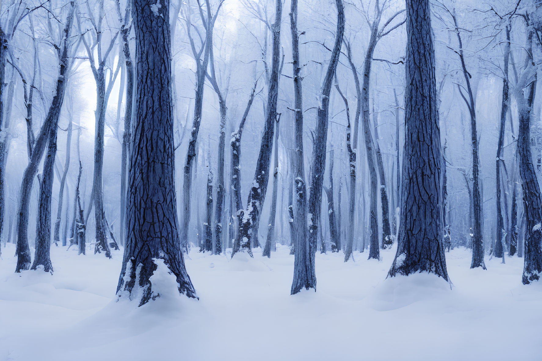 Winter forest scene with snow-covered bare trees and blue-tinted light