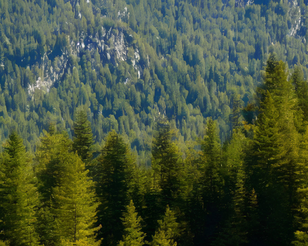 Lush forest with towering conifers and rugged mountain slope