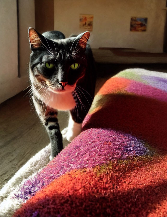 Black and white cat with green eyes on rainbow carpet in sunlight