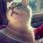 Serene cat portrait with green eyes by window and flowers