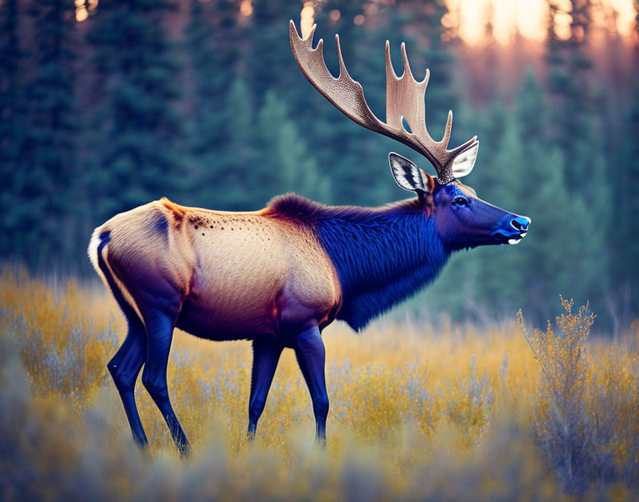 Majestic elk with large antlers in golden field at dusk