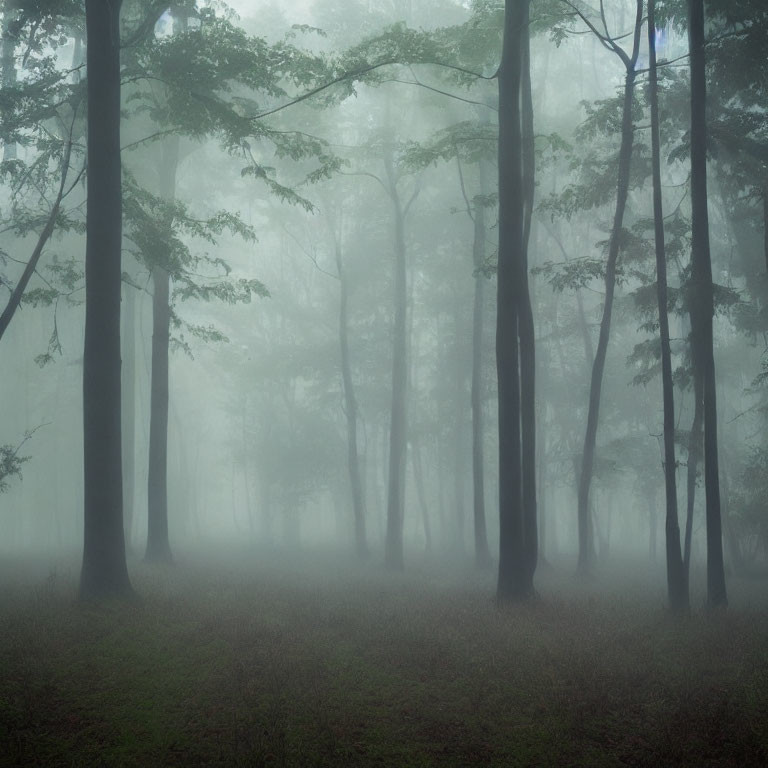 Misty Forest with Tall Trees in Foggy Setting