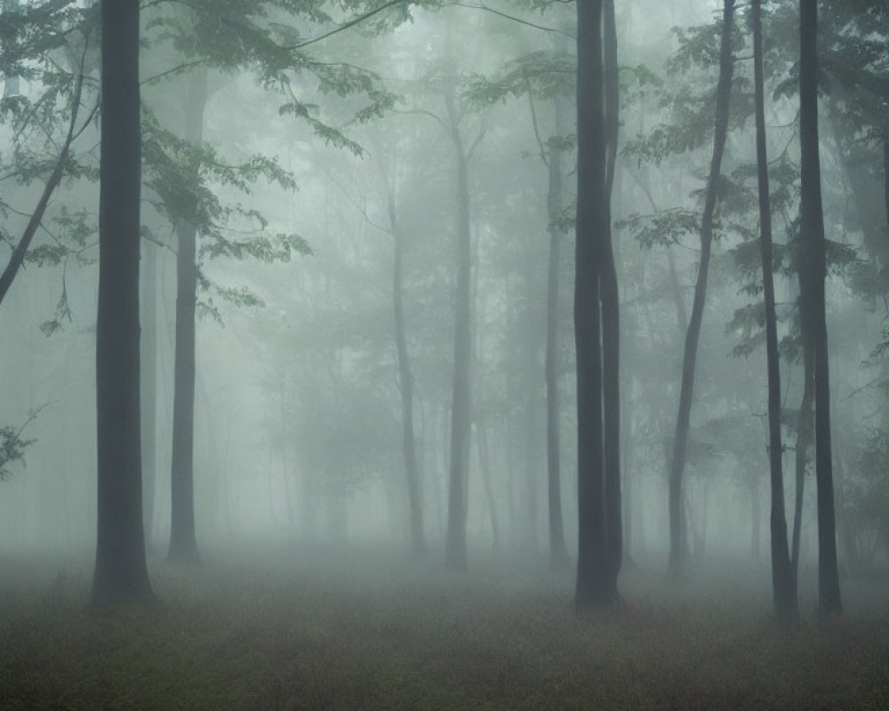 Misty Forest with Tall Trees in Foggy Setting