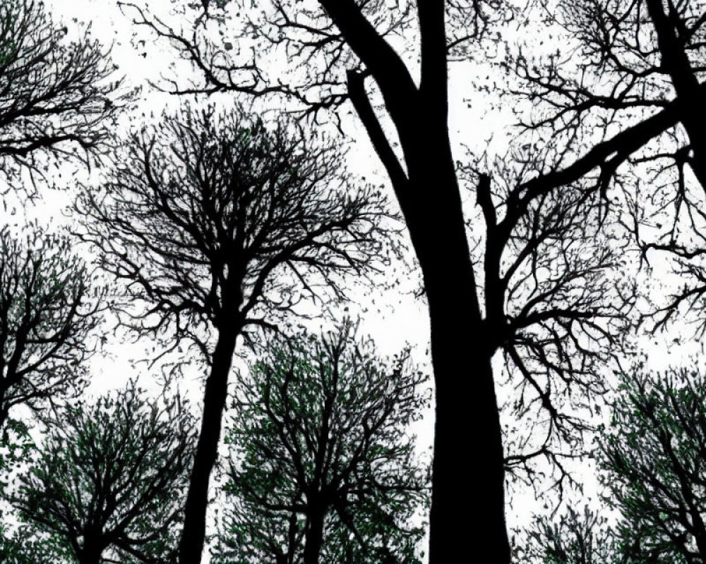 Stark silhouettes of tall, bare trees against white sky