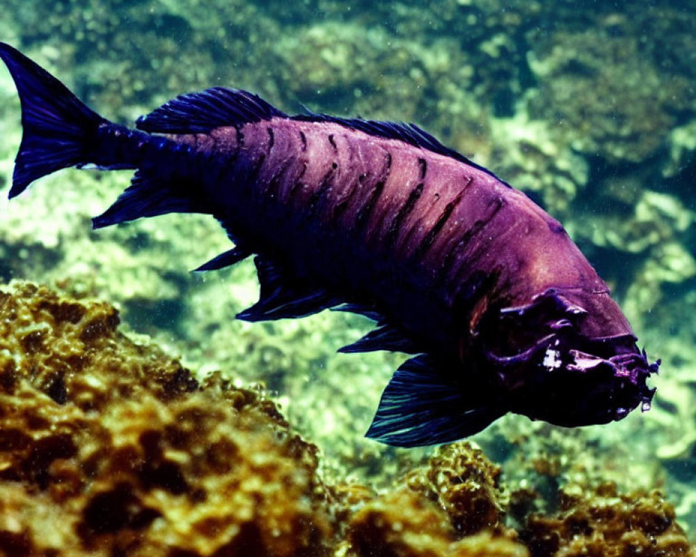 Dark Fish Swimming Above Coral in Clear Underwater with Dappled Sunlight