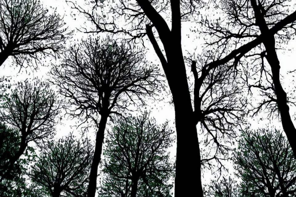 Stark silhouettes of tall, bare trees against white sky