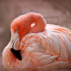 Detailed illustration of vibrant flamingo feathers and bill on mottled background