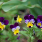 Colorful pansies and butterflies in lush garden setting