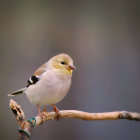 Colorful finch perched on twisted branch among white and pink blossoms