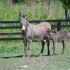 Colorfully decorated donkeys in vibrant field with wildflowers and black fence