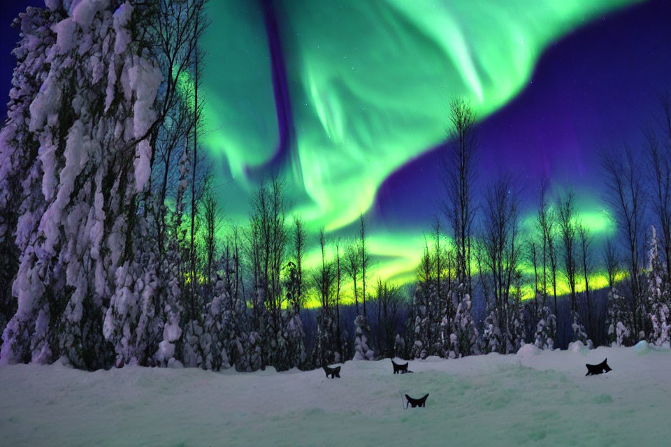 Northern Lights shine over snowy forest with cats.