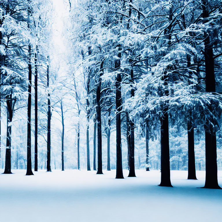 Winter Forest Scene with Tall Trees and Blue Hue