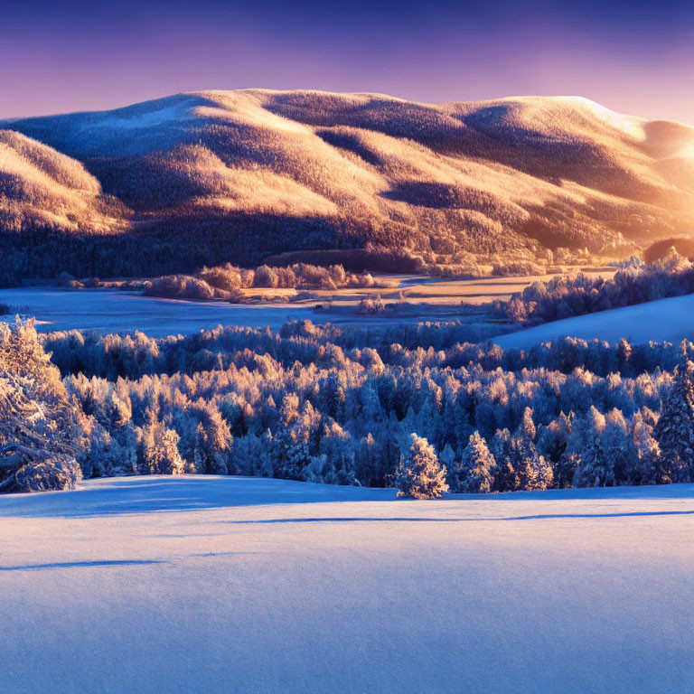 Snow-covered trees in winter sunrise with golden hills and blue sky